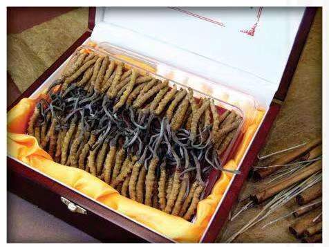 沉湖管委会冬虫夏草回收